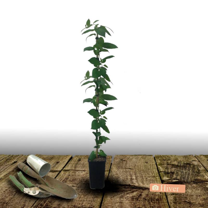 Chèvrefeuille de Chine à fleurs Blanche - feuillage Semi-Persistant - Pot de 2L - Tuteur bambou 60/90 cm- hauteur à maturité De 5,00 m à 10,00 m - Image 6