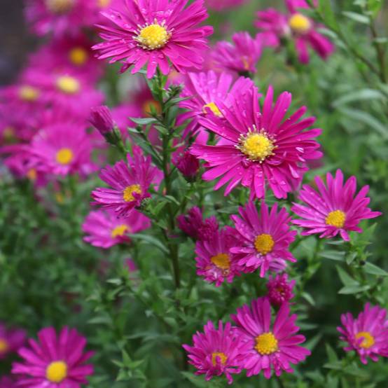 Promesse de Fleurs - Aster novi-belgii Winston S. Churchill Godet de 8/9 cm