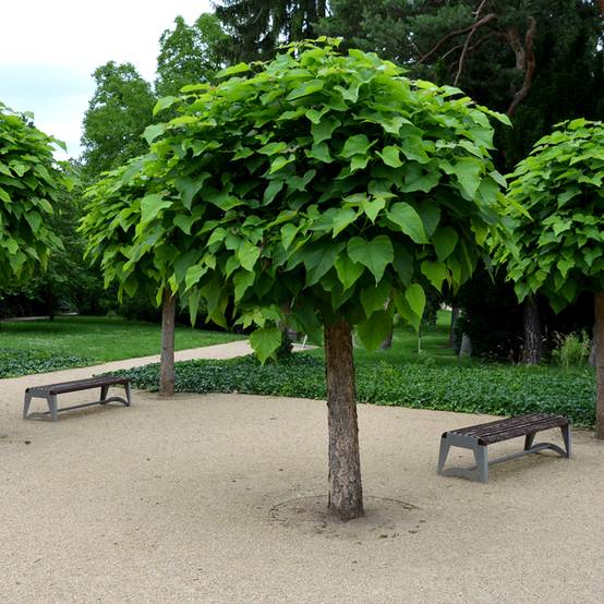 Catalpa bignonioides Nana - Catalpa boule Pot de 3L/4L, Tige