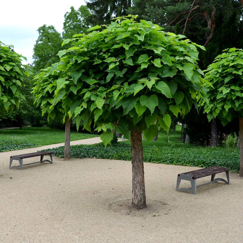 Catalpa bignonioides Nana - Catalpa boule Pot de 3L/4L, Tige