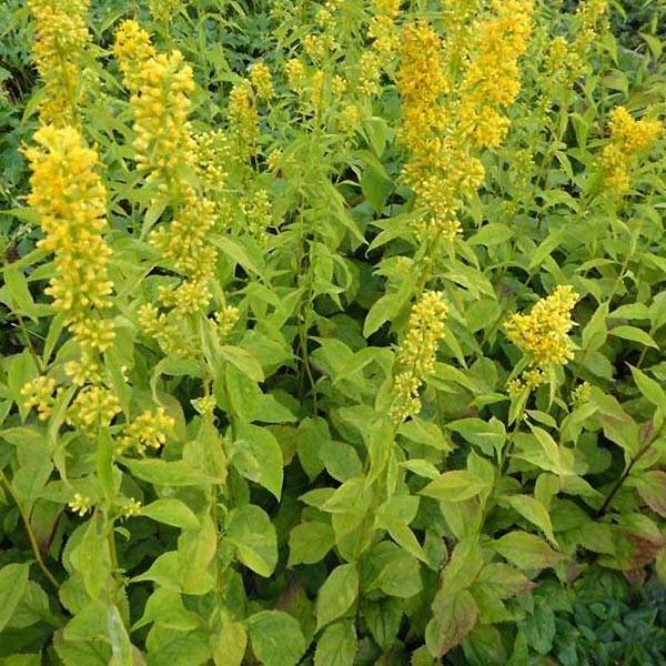 Solidago flexicaulis Variegata - Verge d'or Variegata  Godet de 8/9 cm