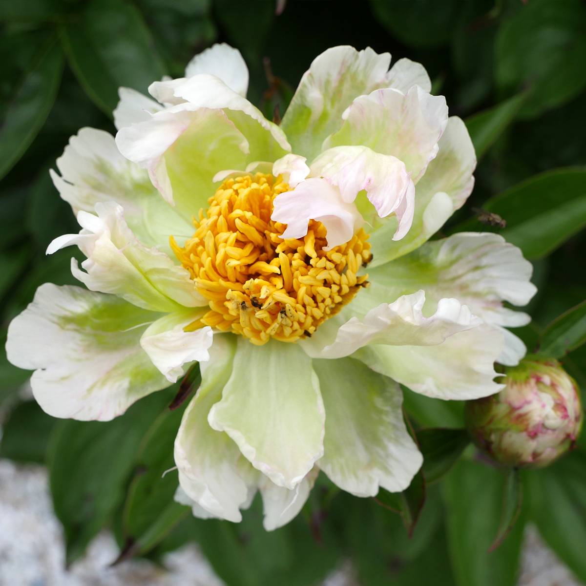 Promesse de Fleurs - Pivoine lactiflora Green Lotus Pot de 3L/4L