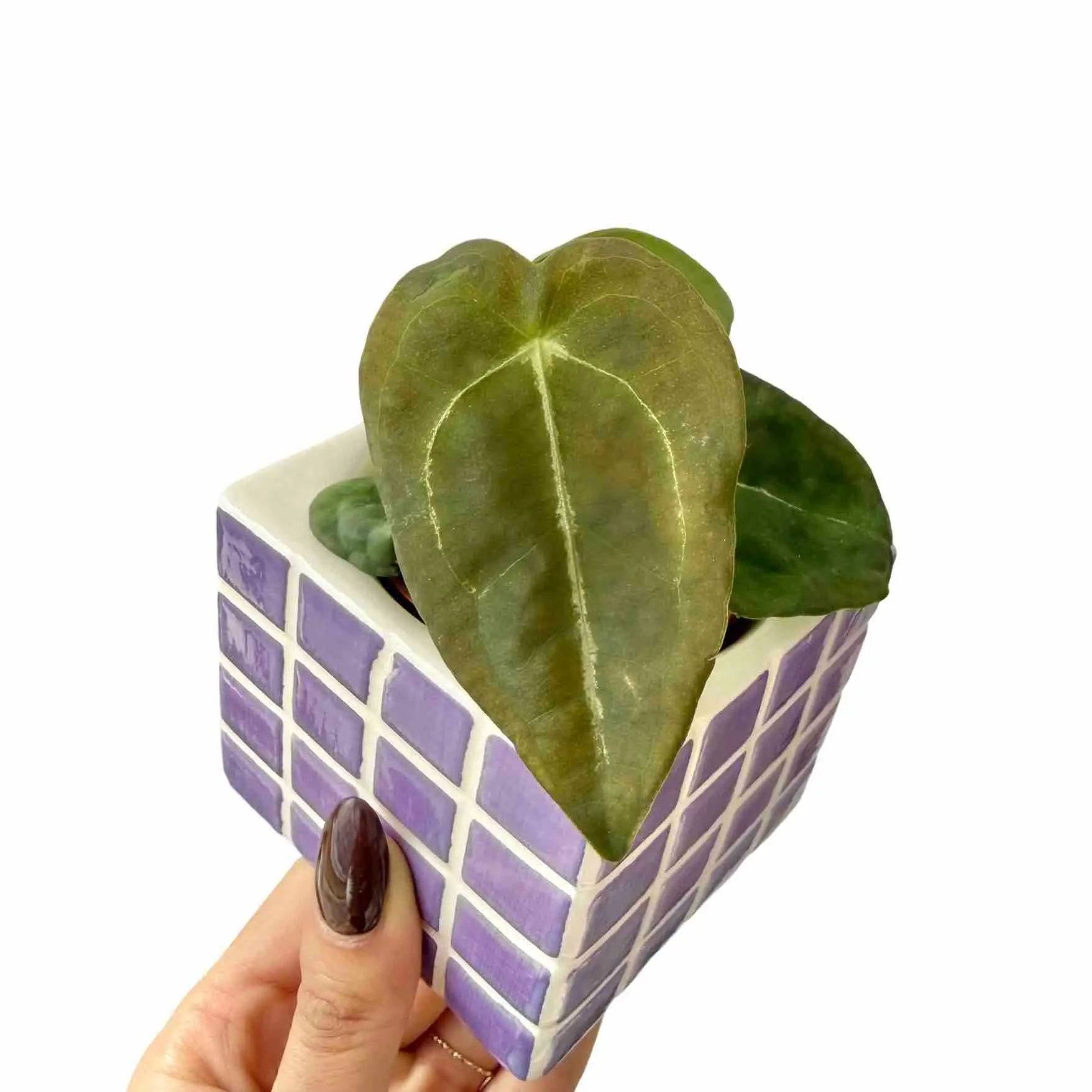 Anthurium Forgetii - Pot de 6cm - Plantes d'intérieur - Image 2
