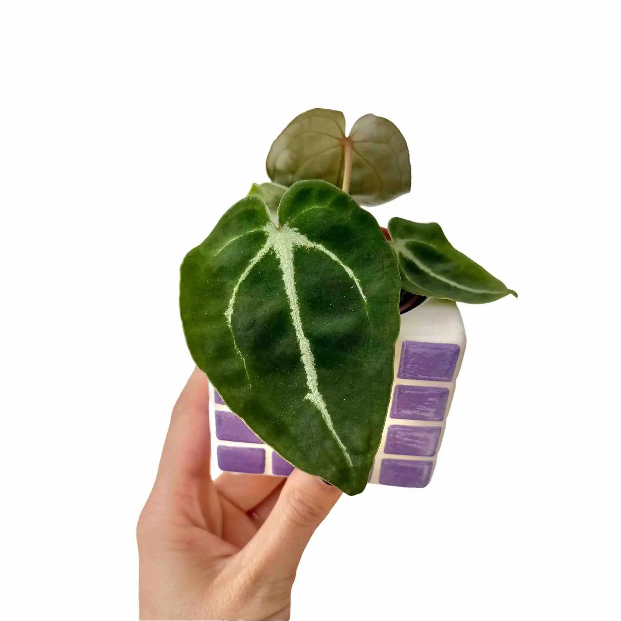 Anthurium Forgetii - Pot de 6cm - Plantes d'intérieur - Image 1