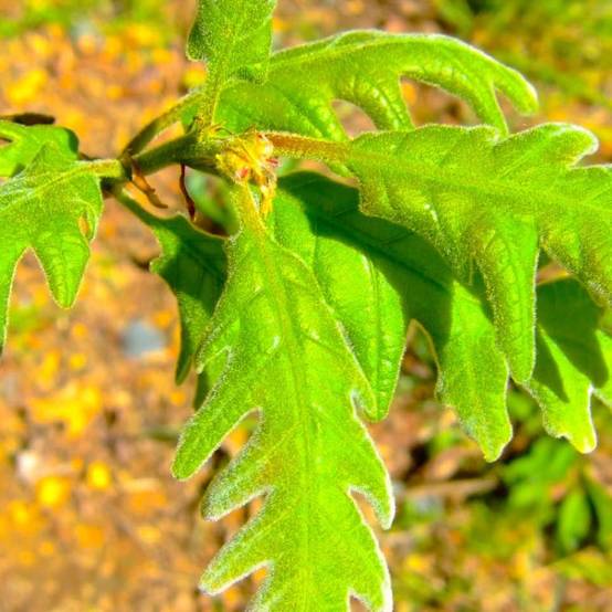 Chêne tauzin (Quercus toza) - Godet - Taille 20/40cm - Pépinières Naudet - Image 2