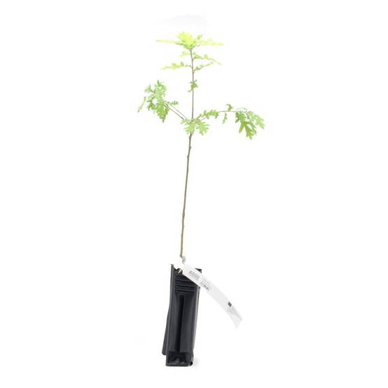Chêne tauzin (Quercus toza) - Godet - Taille 20/40cm - Pépinières Naudet - Image 3