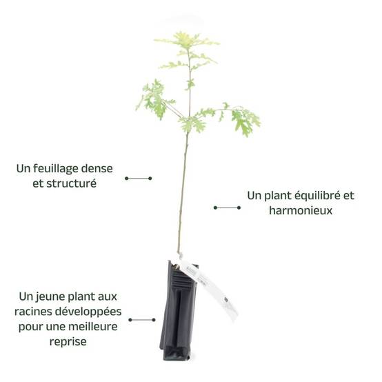 Chêne tauzin (Quercus toza) - Godet - Taille 20/40cm - Pépinières Naudet - Image 4