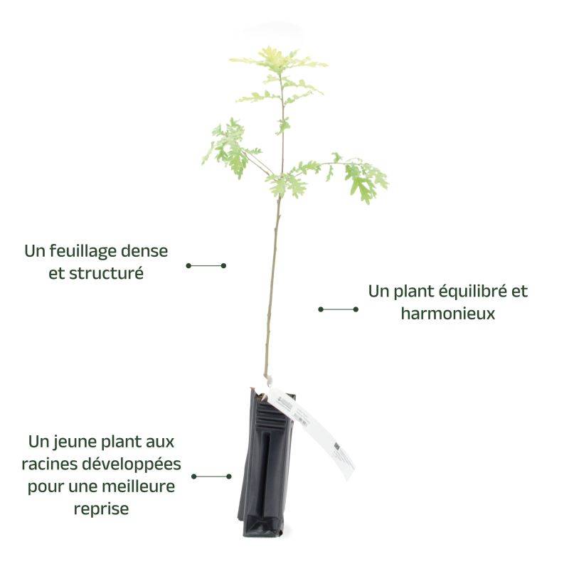 Chêne tauzin (Quercus toza) - Godet - Taille 20/40cm - Pépinières Naudet - Image 4