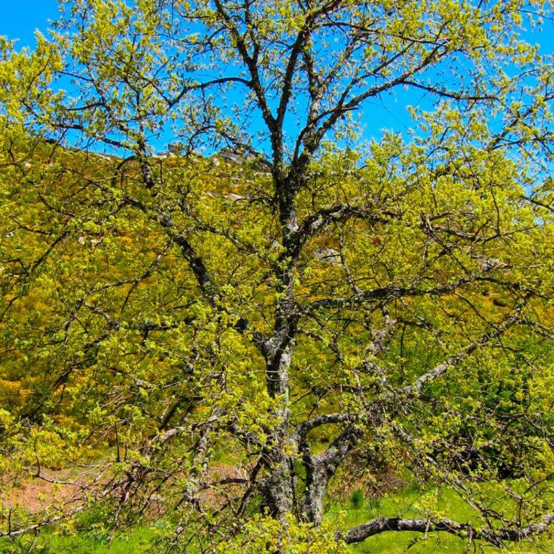 Chêne tauzin (Quercus toza) - Godet - Taille 20/40cm - Pépinières Naudet