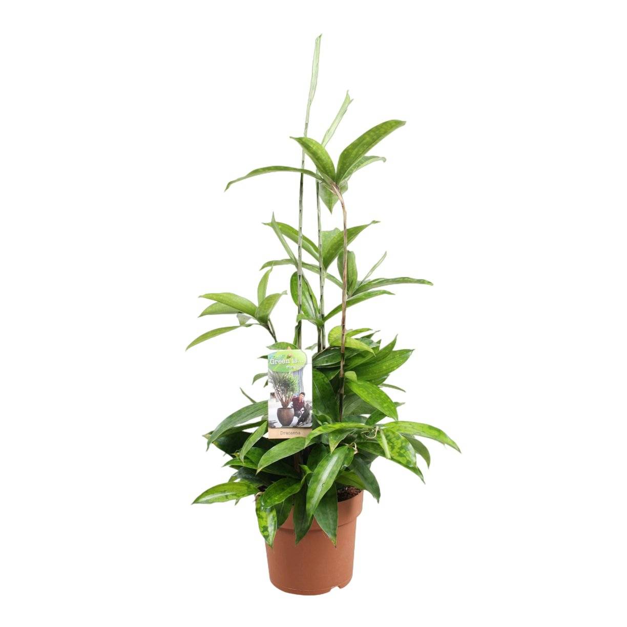 Dracaena Surculosa - D17 H55cm