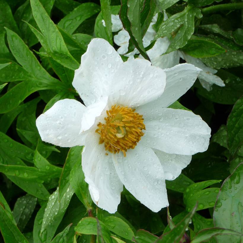 Promesse de Fleurs - Pivoine emodi Early Windflower Souche 3/5 yeux