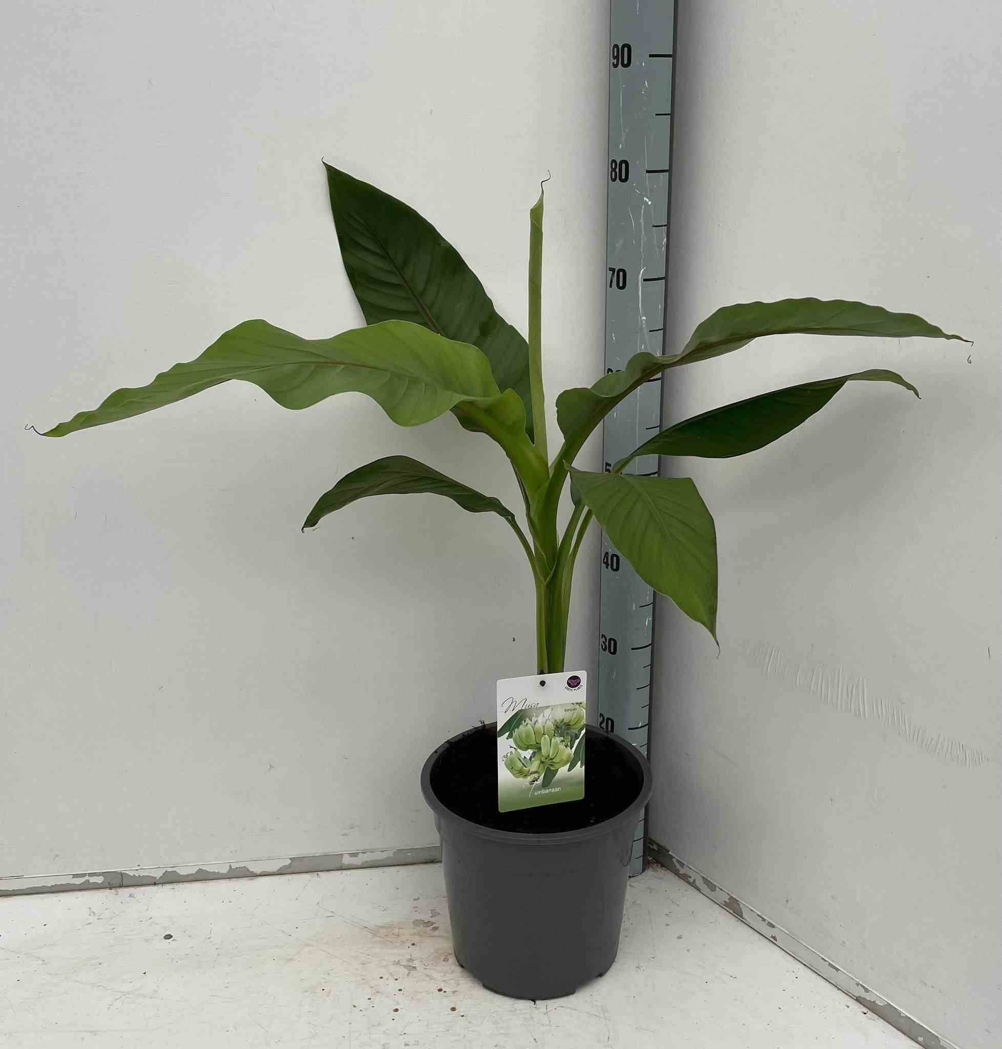 Sans Marque - Musa basjoo Sakhalin (Bananier rustique) Couleur floraison:Jaune - Taille:Pot de 50 litres - 120/140 cm multi troncs - Image 2