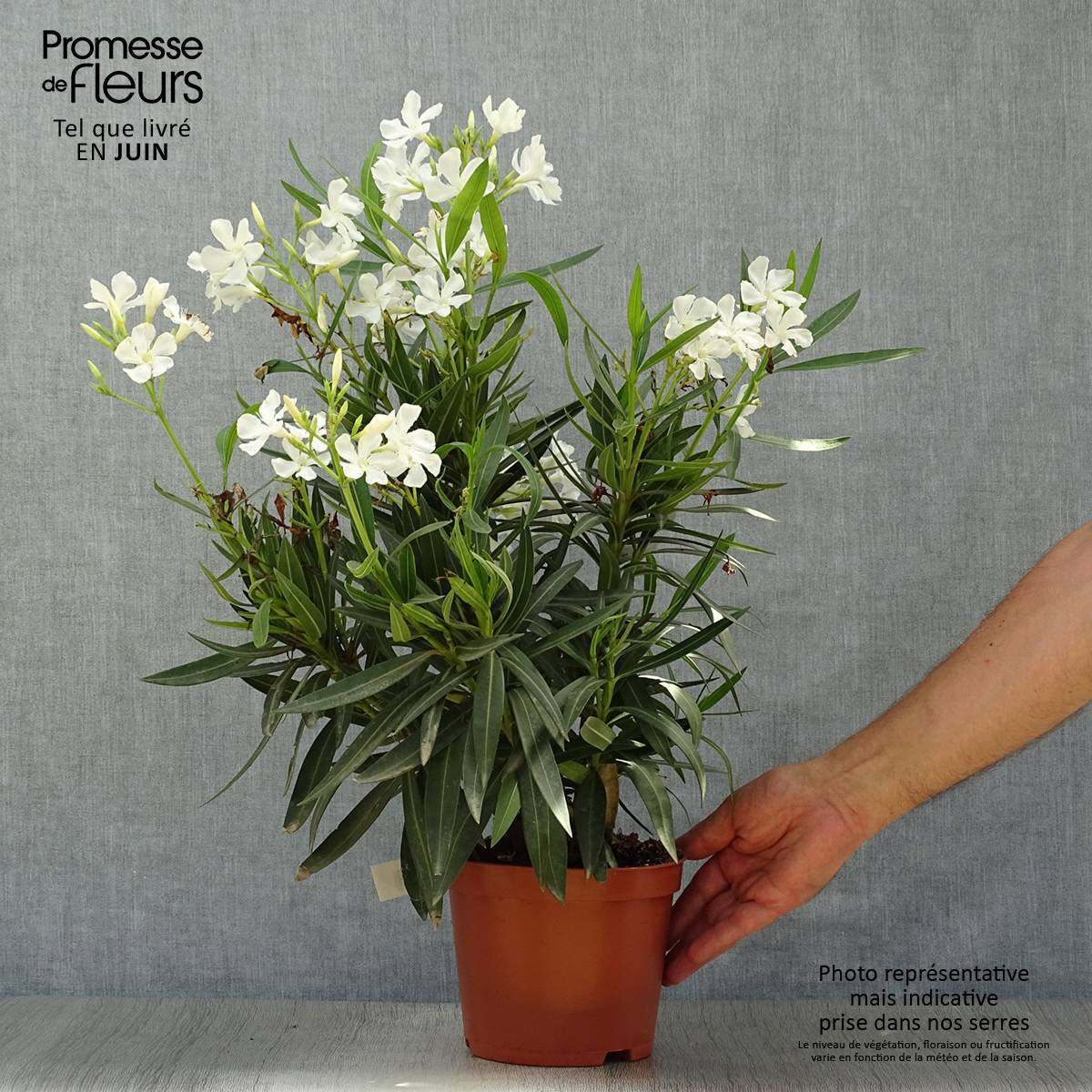 Promesse de Fleurs - Laurier rose - Nerium oleander Blanc Pot de 2L/3L, Buisson - Image 2