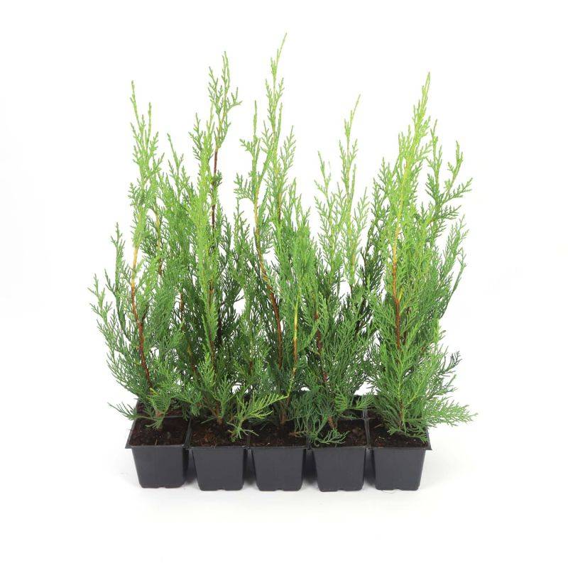 10 Cyprès De Leyland (Cupressocyparis Leylandii) - Haie de Cyprès de Leyland -  - Pépinières Naudet - Image 3