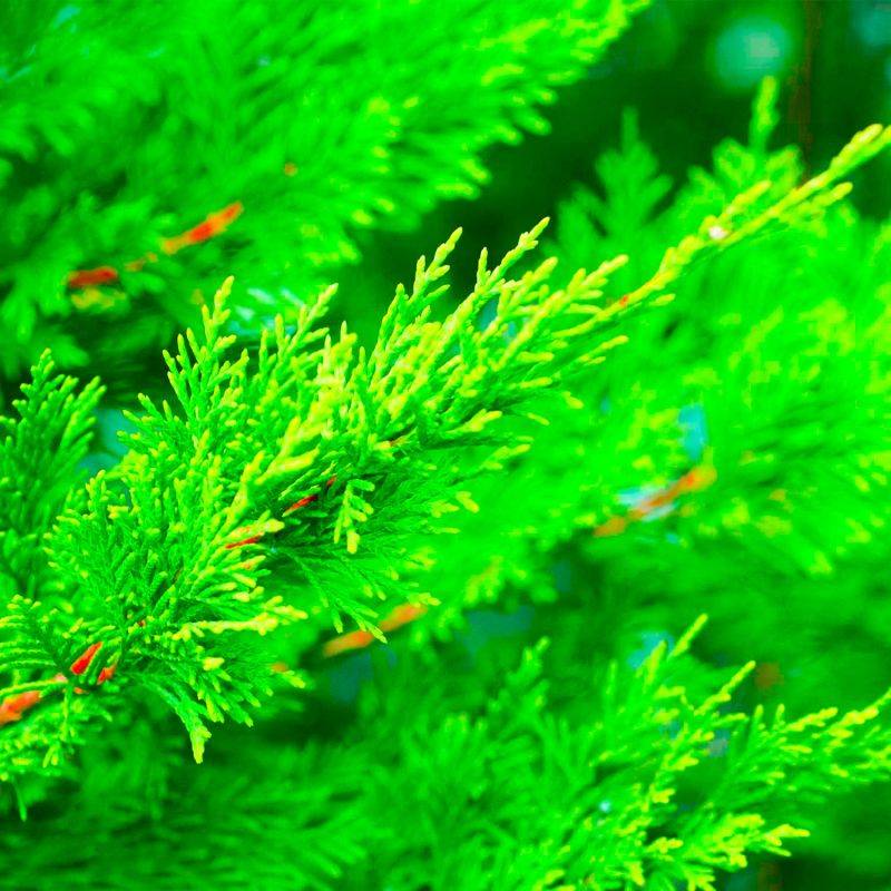 10 Cyprès De Leyland (Cupressocyparis Leylandii) - Haie de Cyprès de Leyland - - Pépinières Naudet - Image 2