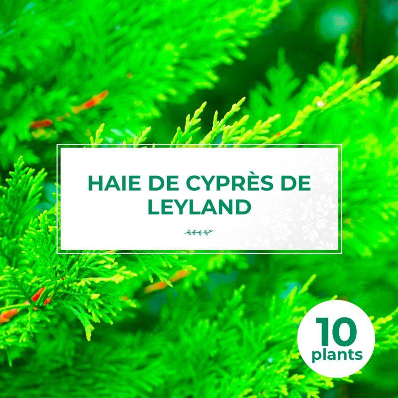 10 Cyprès De Leyland (Cupressocyparis Leylandii) - Haie de Cyprès de Leyland -  - Pépinières Naudet - Image 1