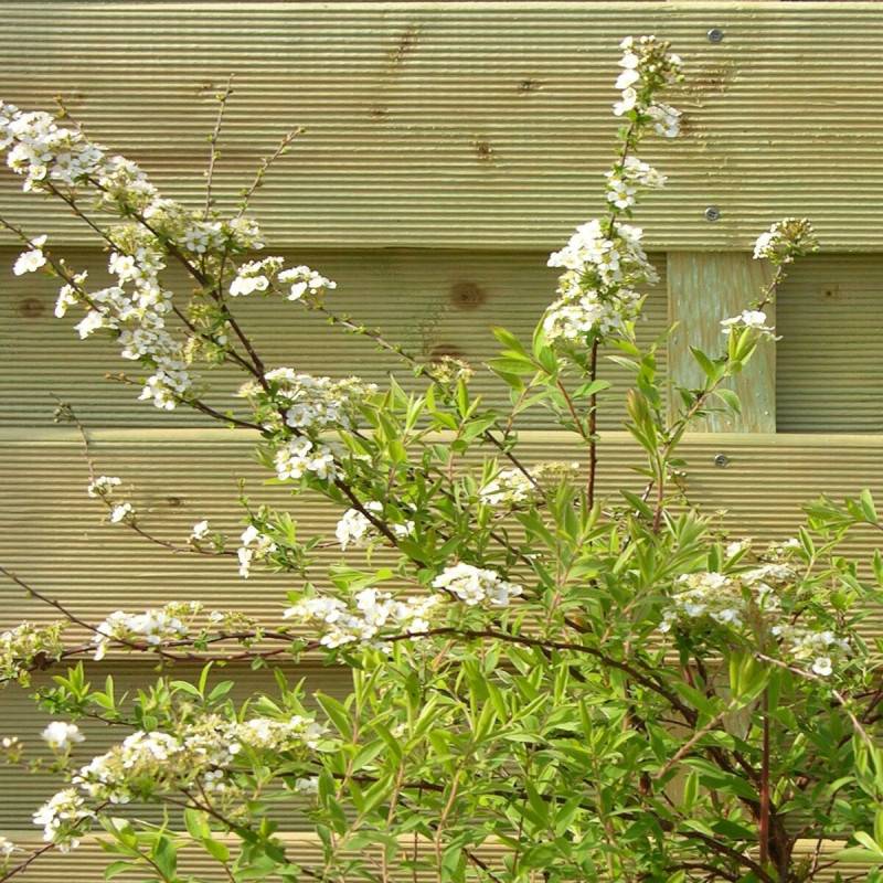 Spirée dentelée Grefsheim, Spiraea à fleurs Blanche - feuillage Caduc - Pot de 4L - 40/60 cm-  hauteur à maturité De 1,00 m à 1,50 m - Image 3