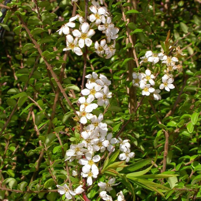 Spirée dentelée Grefsheim, Spiraea à fleurs Blanche - feuillage Caduc - Pot de 4L - 40/60 cm-  hauteur à maturité De 1,00 m à 1,50 m - Image 1