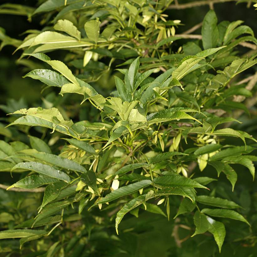 Fraxinus spaethiana - Frêne de Spaeth Pot de 7,5L/10L, Tige
