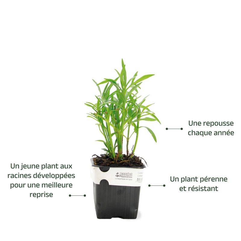 3 Coréopsis 'Star Cluster' - Lot de 3 vivaces - Pépinières Naudet - Image 3