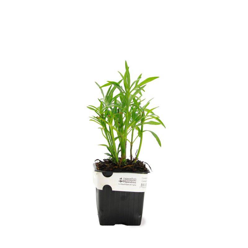 3 Coréopsis 'Star Cluster' - Lot de 3 vivaces - Pépinières Naudet - Image 2