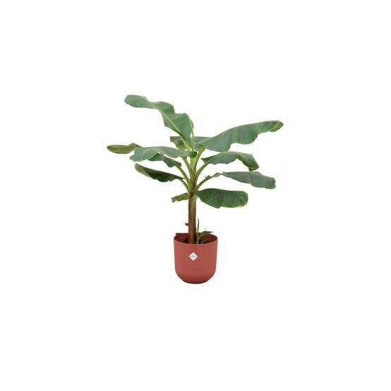 Bananier Musa 120cm et son pot- La Green Touch Rouge - Hauteur 120cm