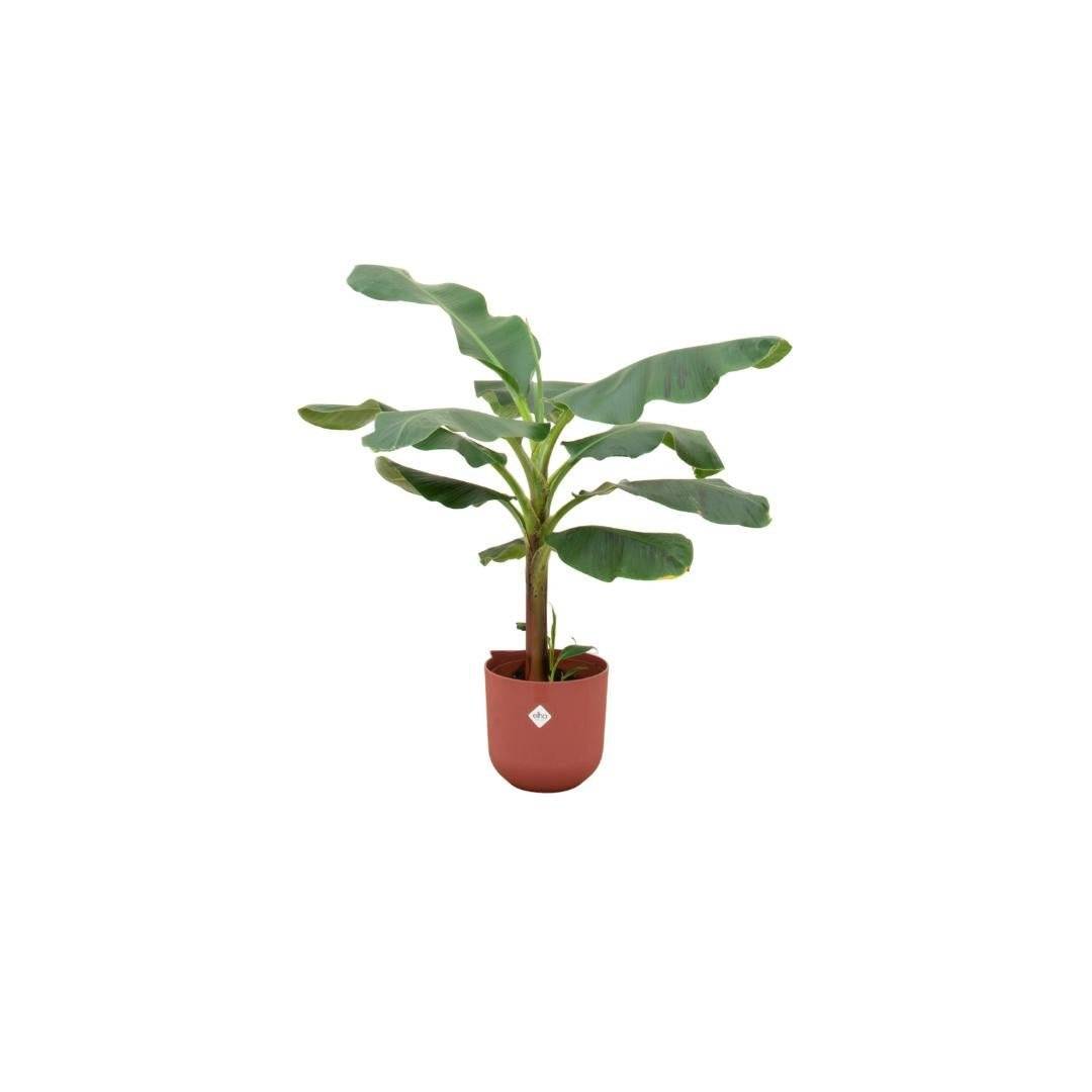 Bananier Musa 120cm et son pot- La Green Touch Rouge - Hauteur 120cm