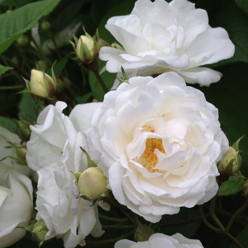 Rosier liane de Banks Purezza à fleurs Blanche - feuillage Caduc - port grimpantPot de 2L - 60 cm - hauteur à maturité 5.00