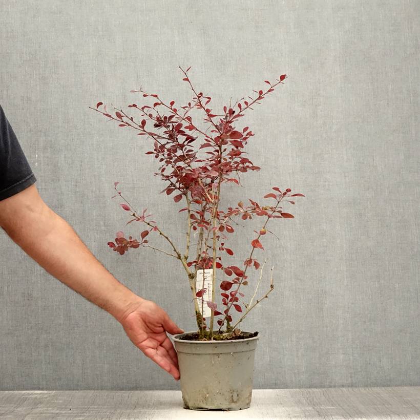 Berberis ottawensis Superba - Epine-vinette Pot de 3L/4L - Image 2