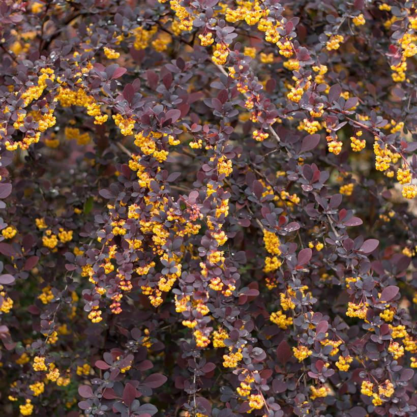 Berberis ottawensis Superba - Epine-vinette Pot de 3L/4L - Image 1