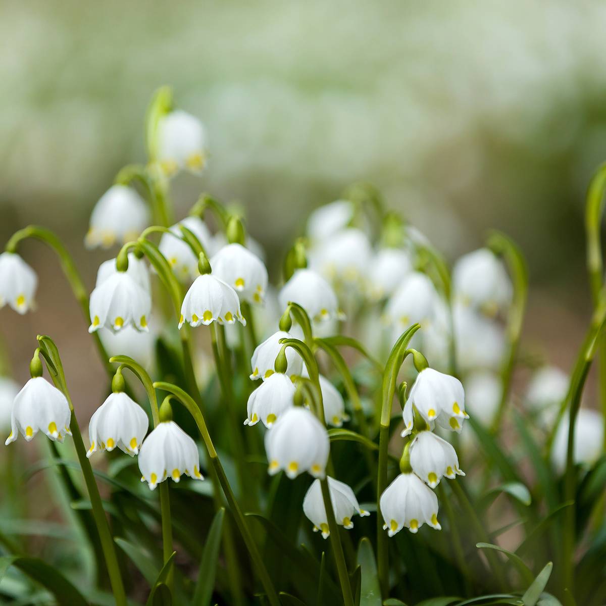 Promesse de Fleurs - Nivéole d'été - Leucojum aestivum Bridesmaid  Pot de 2L/3L