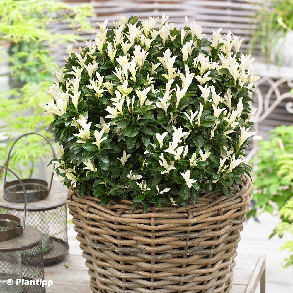 Promesse de Fleurs - Euonymus japonicus Paloma Blanca - Fusain du Japon Pot de 3L/4L - Image 1