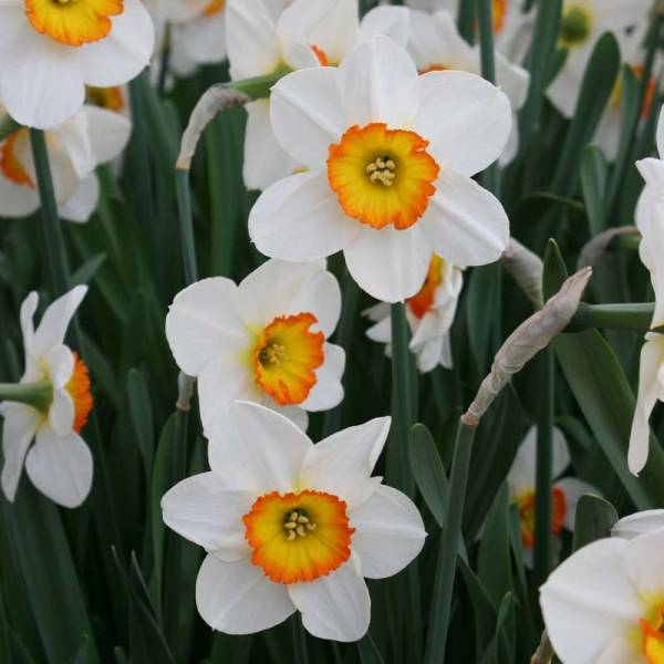 Promesse de Fleurs - Narcisse Flower Record Bulbe calibre 12+ (par 10)