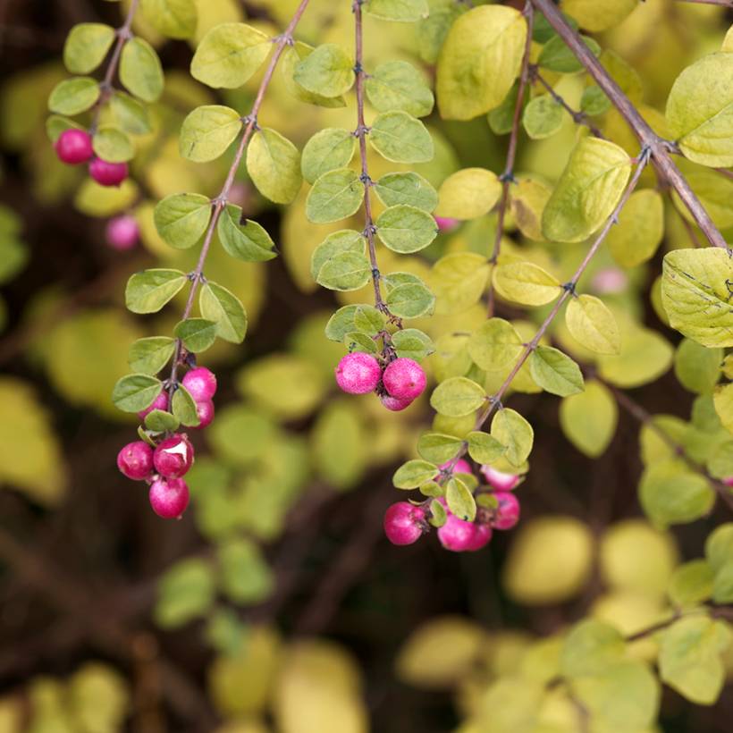 Symphoricarpos chenaultii Hancock - Symphorine de Chenault Pot de 2L/3L - Image 1