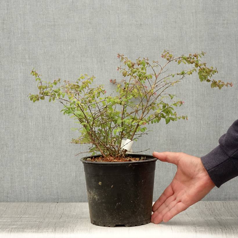 Symphoricarpos chenaultii Hancock - Symphorine de Chenault Pot de 2L/3L - Image 2