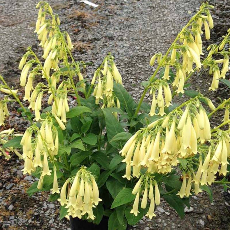 Fuchsia du Cap - Phygelius Yellow Sovereign jaune Godet de 8/9 cm