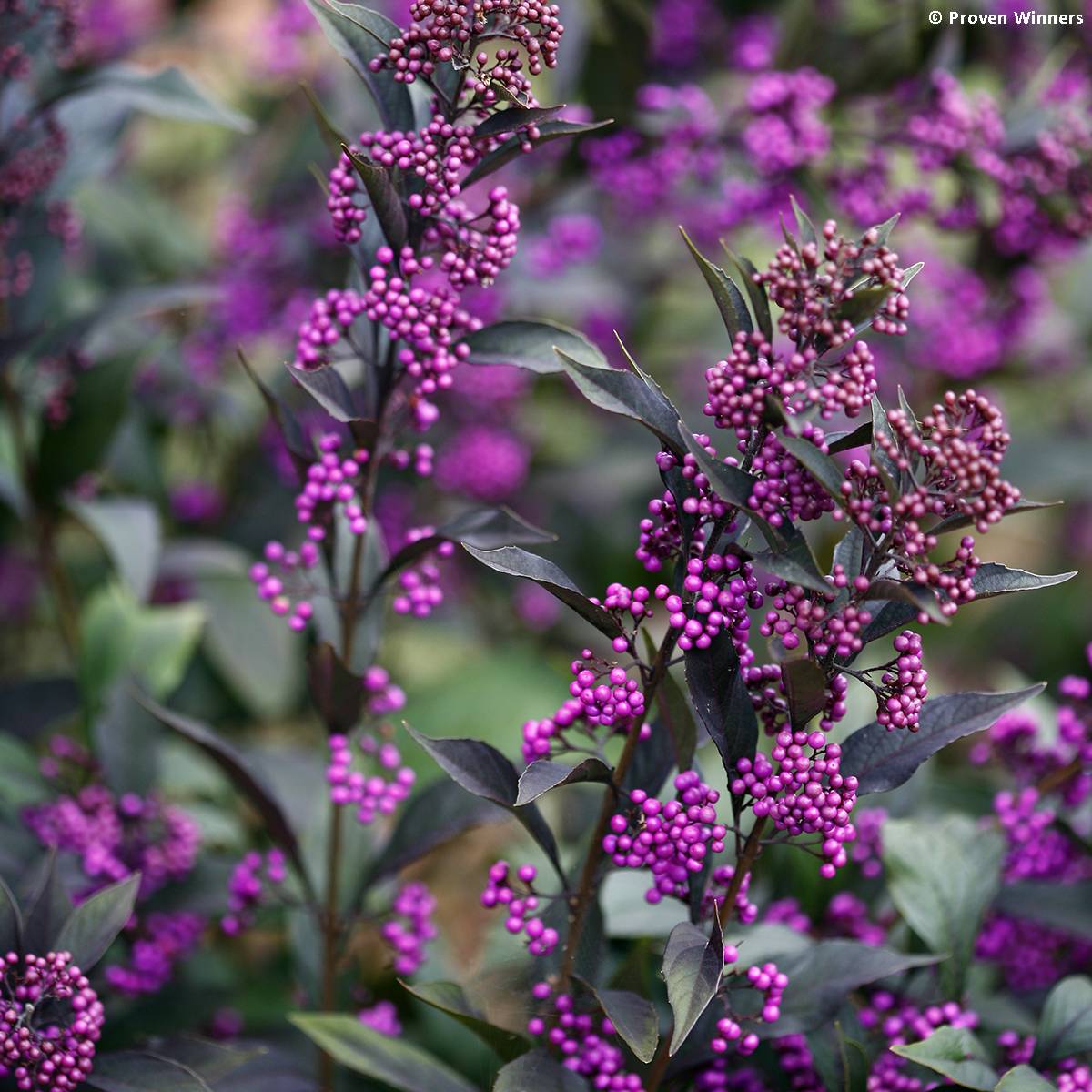Callicarpa bodinieri Pearl Glam Pot de 3L/4L - Image 1