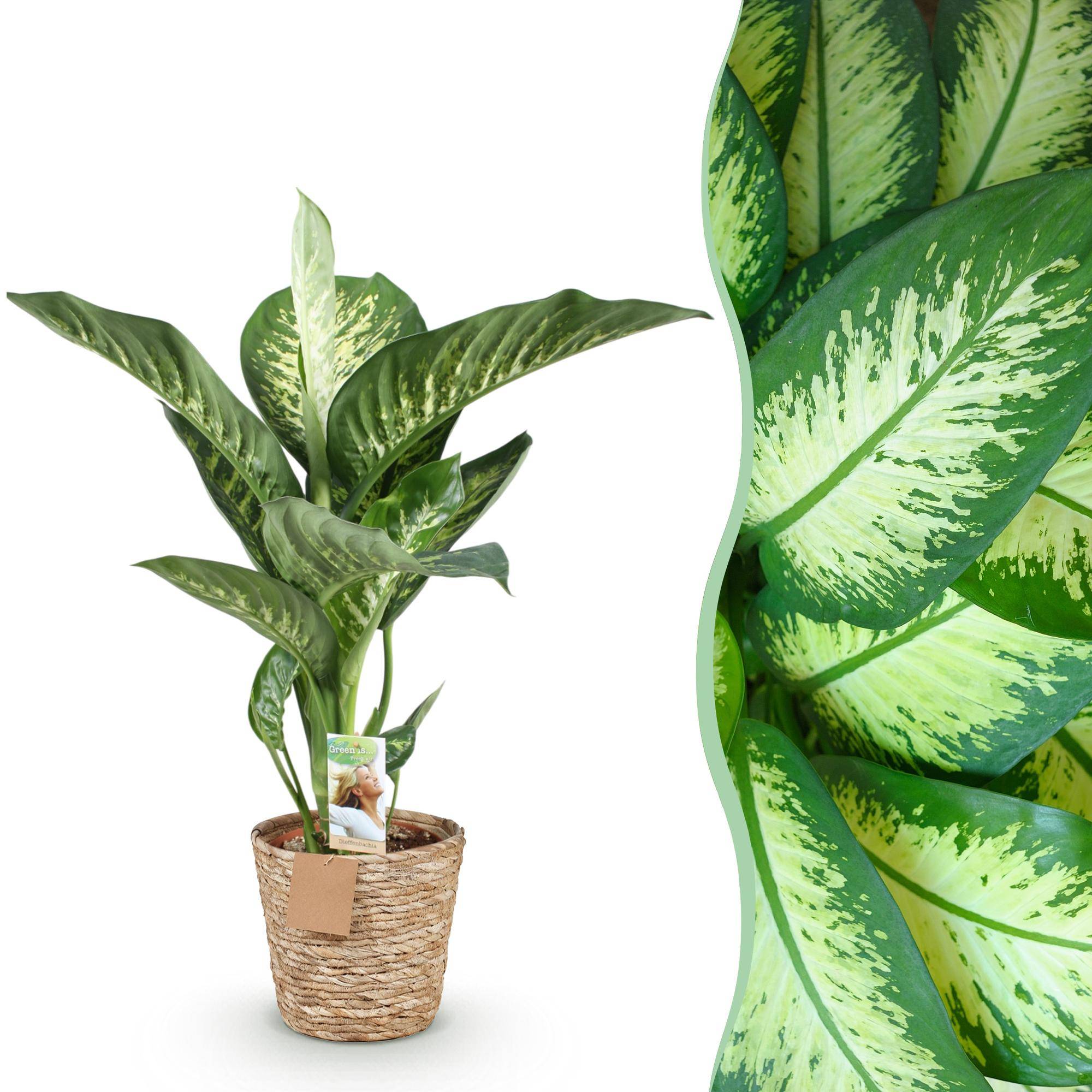 Diefenbachia Tropic Snow - Dieffenbachia - Pot de 21cm - Hauteur 90-100cm - Panier - Plantes d'intérieur - Image 1