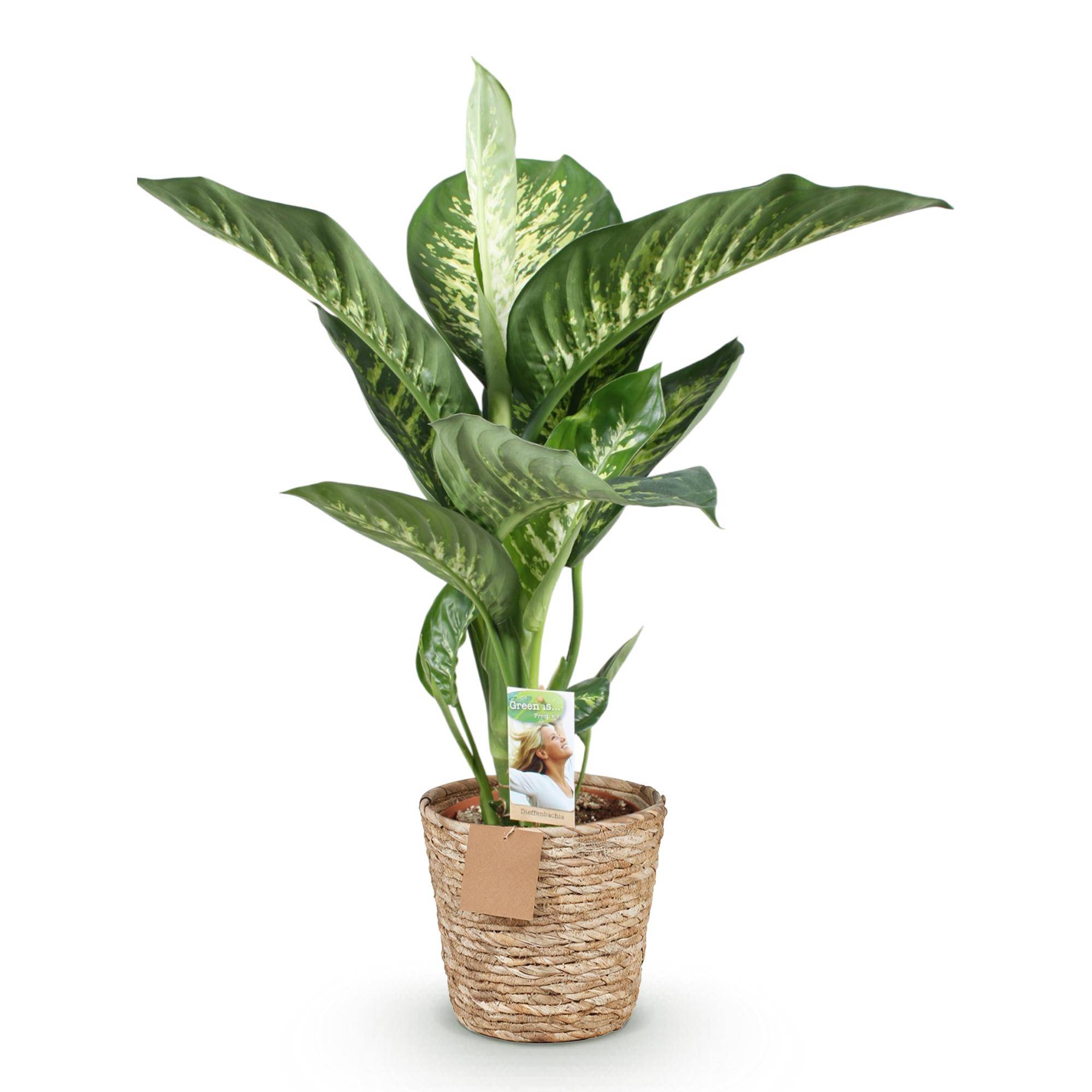 Diefenbachia Tropic Snow - Dieffenbachia - Pot de 21cm - Hauteur 90-100cm - Panier - Plantes d'intérieur - Image 2