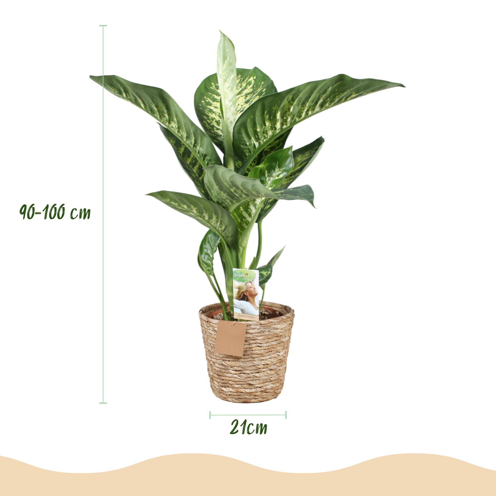 Diefenbachia Tropic Snow - Dieffenbachia - Pot de 21cm - Hauteur 90-100cm - Panier - Plantes d'intérieur - Image 3