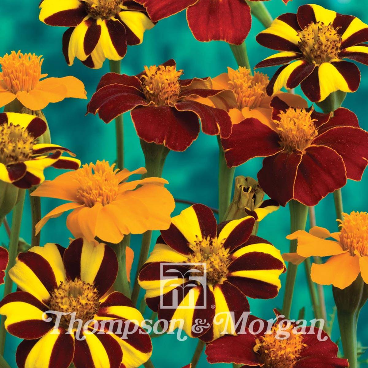Graines d'Oeillet d'Inde Pots of Gold - Tagetes patula  le sachet de 50 graines environ