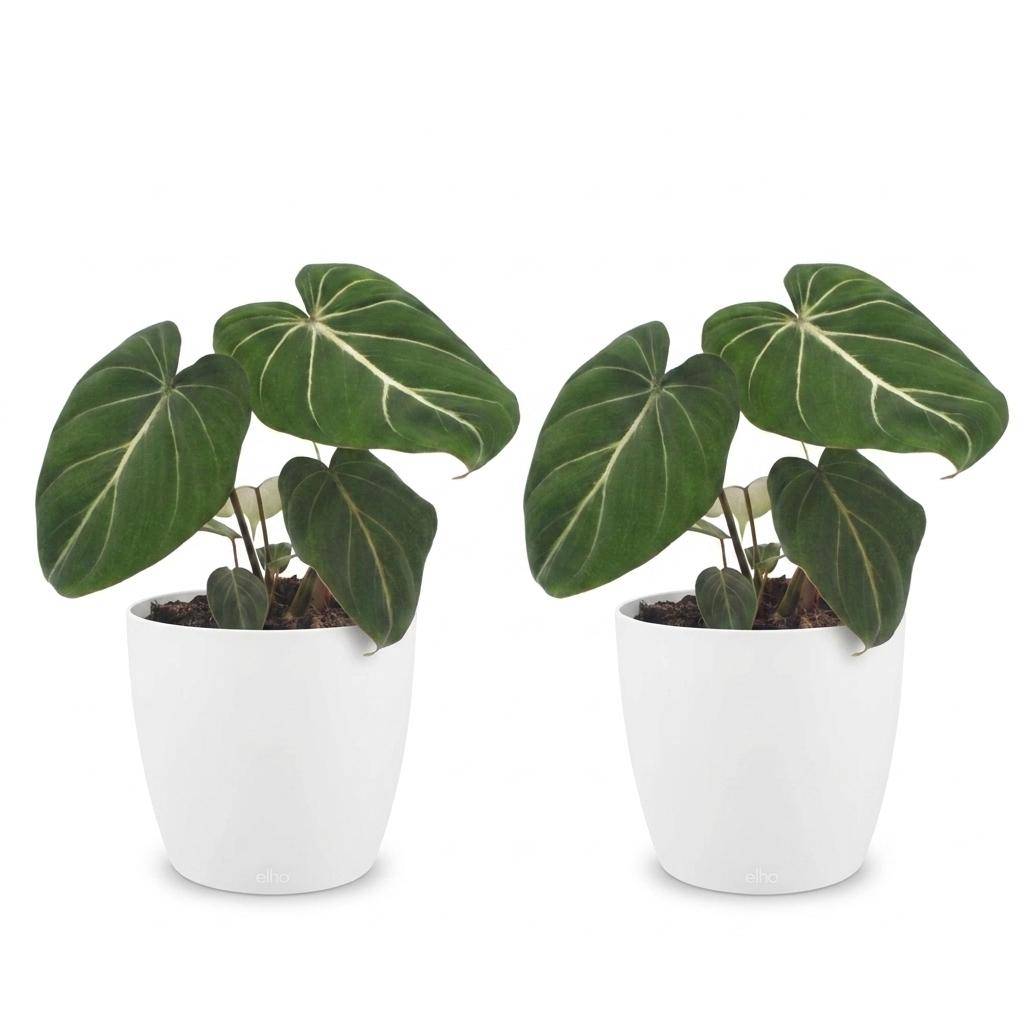 Philodendron Gloriosum - Pot de 12cm - 2 plantes - Blanc - Plantes d'intérieur - Image 2