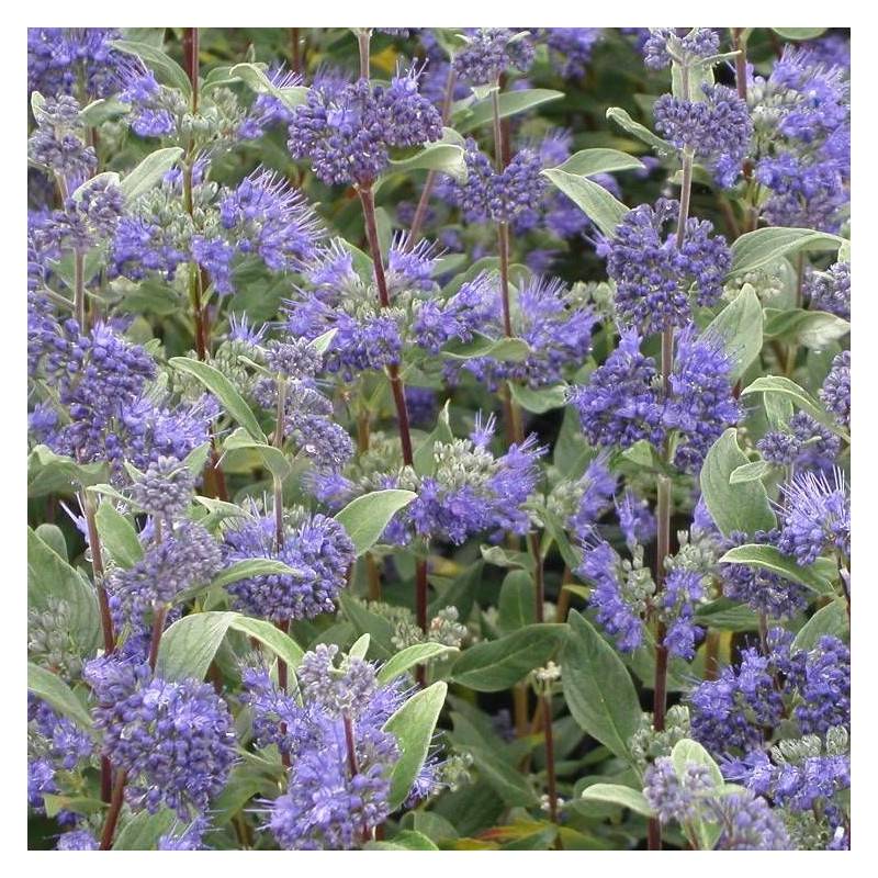 Caryopteris Heavenly Blue, Spirée bleue, Barbe bleue à fleurs Bleue - feuillage Caduc - Godet - 5/20 cm-  hauteur à maturité De 1,00 m à 1,50 m - Image 5