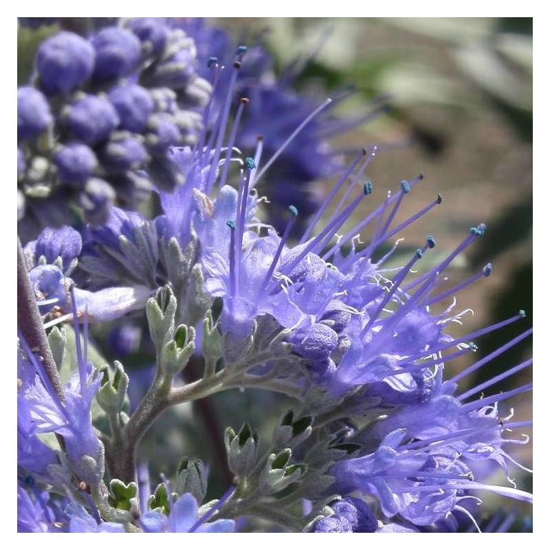 Caryopteris Heavenly Blue, Spirée bleue, Barbe bleue à fleurs Bleue - feuillage Caduc - Godet - 5/20 cm-  hauteur à maturité De 1,00 m à 1,50 m - Image 3