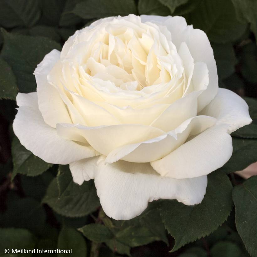 Promesse de Fleurs - Rosier à grandes fleurs Jeanne Moreau Racines nues en motte