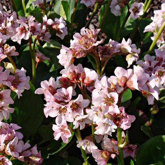 Promesse de Fleurs - Bergenia hybride Harzkristall Pot de 2L/3L