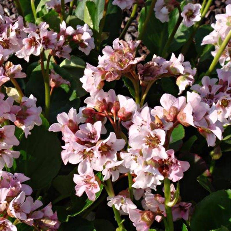 Promesse de Fleurs - Bergenia hybride Harzkristall Pot de 2L/3L