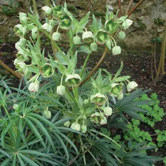 Promesse de Fleurs - Hellébore foetidus - Hellébore fétide Godet de 8/9 cm