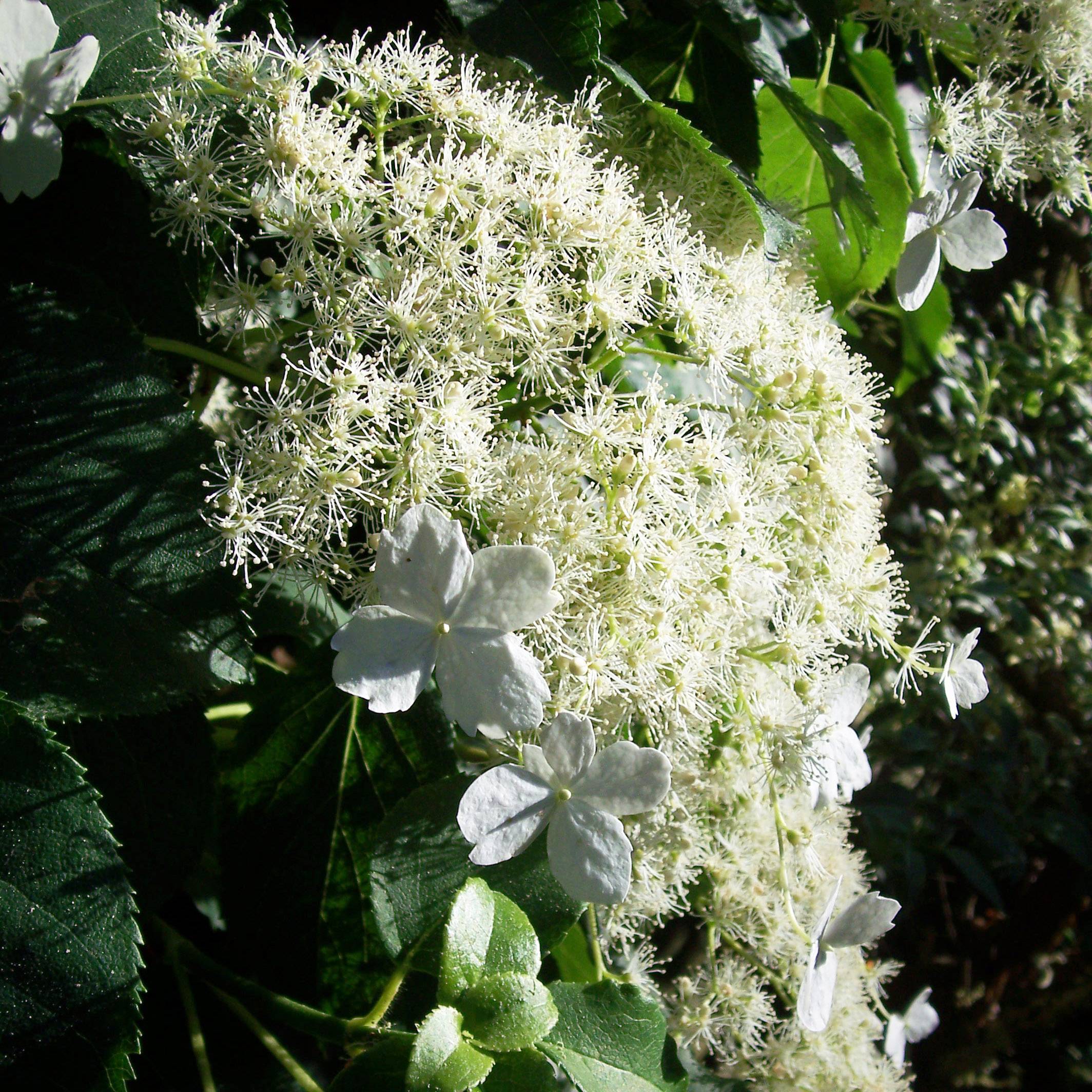 Hortensia grimpant - Hydrangea petiolaris Pot de 2L/3L