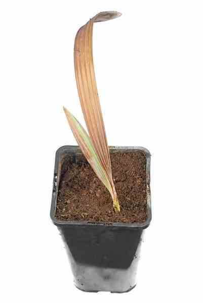0 - Bismarckia nobilis (Palmier de Bismarck)  Pot de 65L - 130/150cm - Image 1